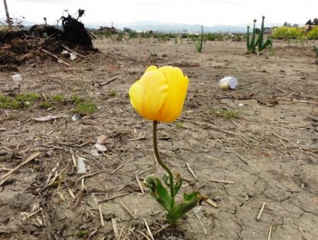 被災地の花