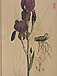 Iris germanicaのサムネイル