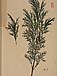 Juniperus sabinaのサムネイル