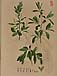 Salix pentandraのサムネイル
