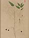 Aristolochia officinalisのサムネイル