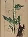Actaea racemosaのサムネイル