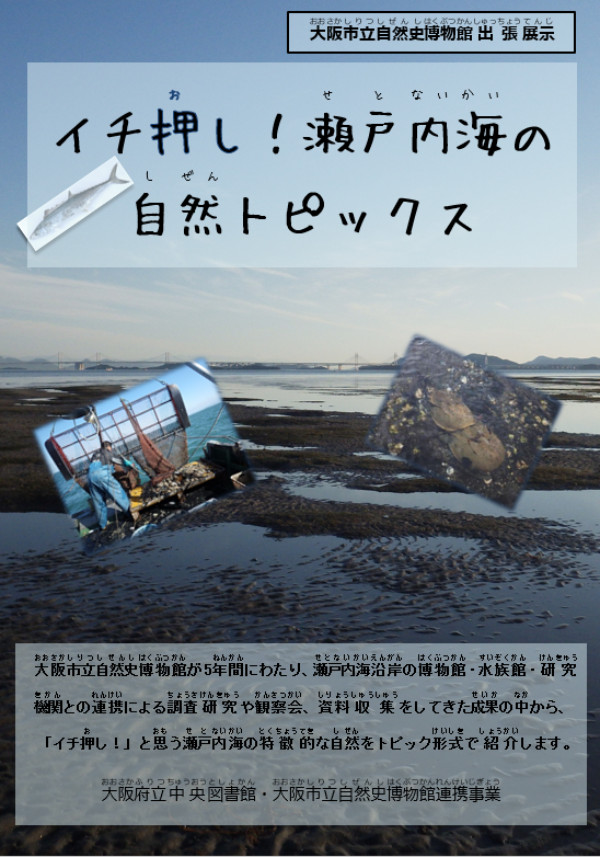 瀬戸内海の干潟写真をベースに作成した大阪市立自然史博物館出張展示のチラシ画像