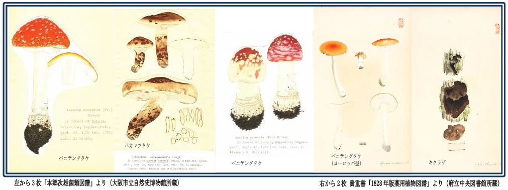 大阪市立自然史博物館のチラシの上にあるキノコの画像