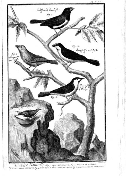 �W�����̃V���i��j�C�J�i�_�̃z�I�W���i�����j�C�A�t���J�̃E�\�i���E�j�C�J�i�_�̃A�����J�R�K���i�����j�C�c�o���i���j