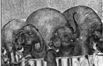 「西洋画風に描かれたゾウ」