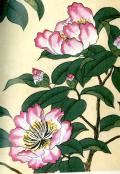 『四季の花　冬の部』