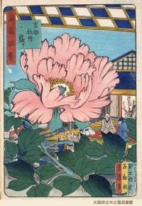 吉助牡丹盛り