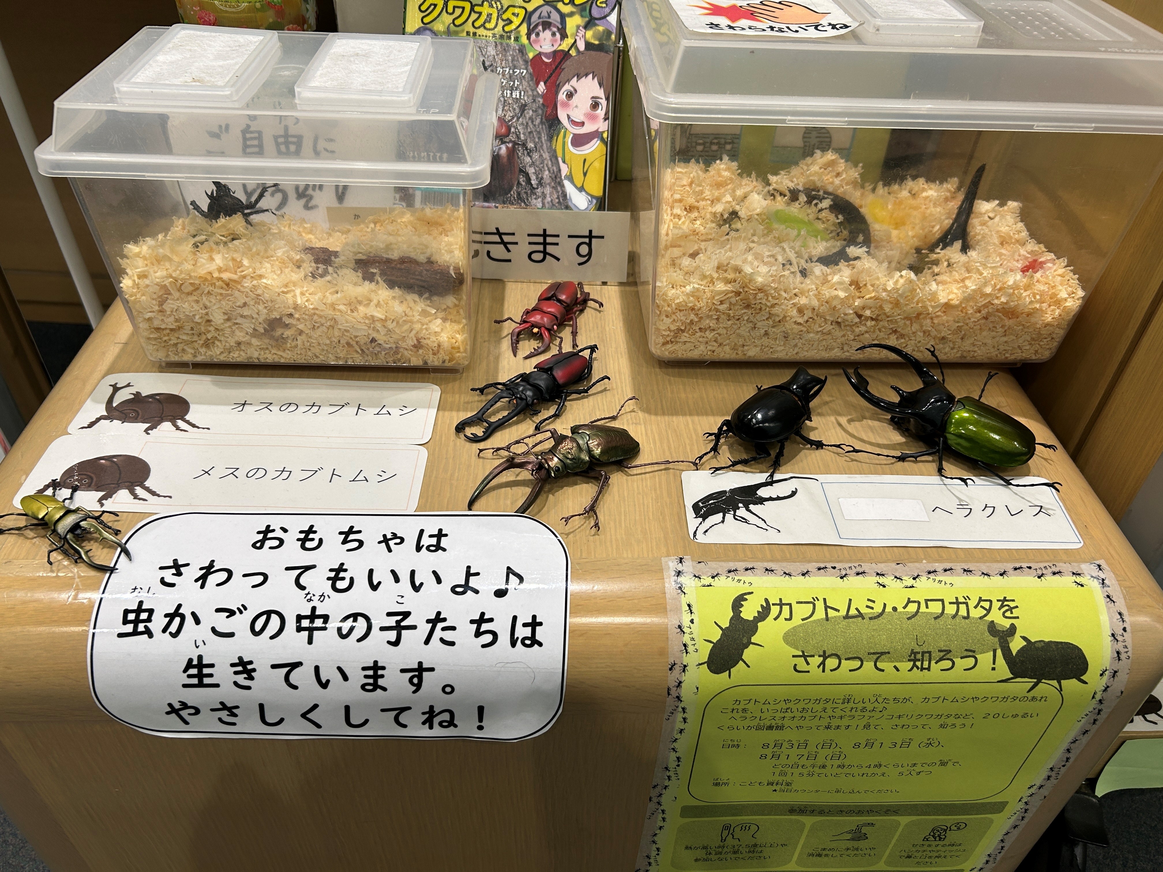 机の上に、昆虫のケースが２つ並んでおいてあり、その手前に、左手には「オスのカブトムシ」「メスのカブトムシ」、右手には「ヘラクレス」の表示。模型のカブトムシやクワガタもその周りに置いてある。