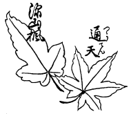 『古今紅葉譜』の紅葉1