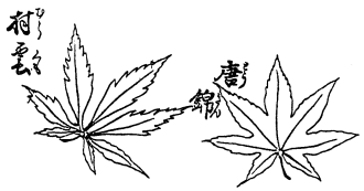 『古今紅葉譜』の紅葉2