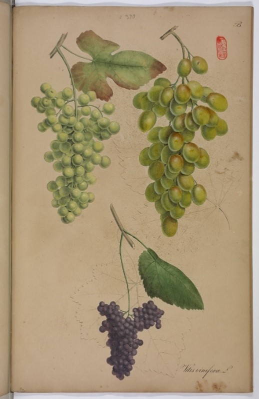 「19世紀 薬用植物の世界」で公開している「Vitis vinifera 葡萄(ブドウ)」のページ画像。ブドウが3種類描かれている。