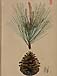 Pinus pinasterのサムネイル