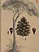 Pinus pineaのサムネイル