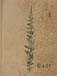 Artemisia abrotanumのサムネイル