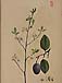 Prunus domesticaのサムネイル