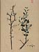 Prunus spinosaのサムネイル