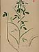 Trigonella foenum graccumのサムネイル