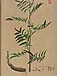 Glycyrrhiza echinataのサムネイル