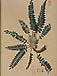 Astragalus exscapusのサムネイル