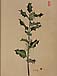 Ilex aquifoliumのサムネイル