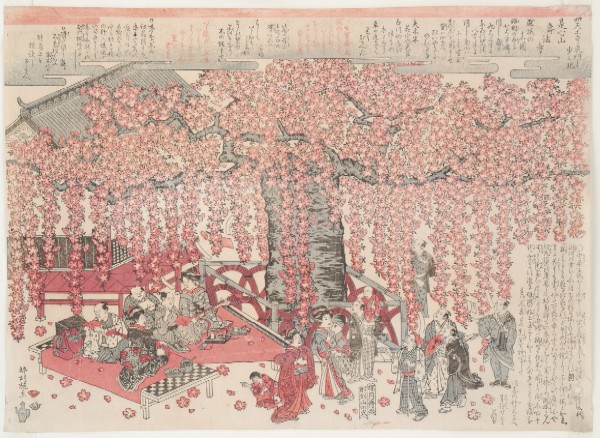 是心山寿法寺滝桜之真図